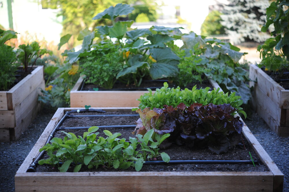 Rooftop Vegetable Garden Irrigation Systems Efficient Watering