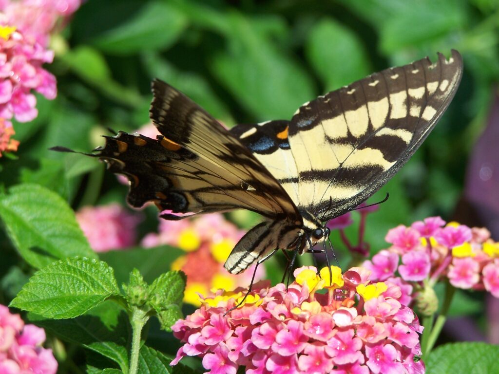 Attracting Pollinators to Your Rooftop Flower Garden: Bees, Butterflies ...