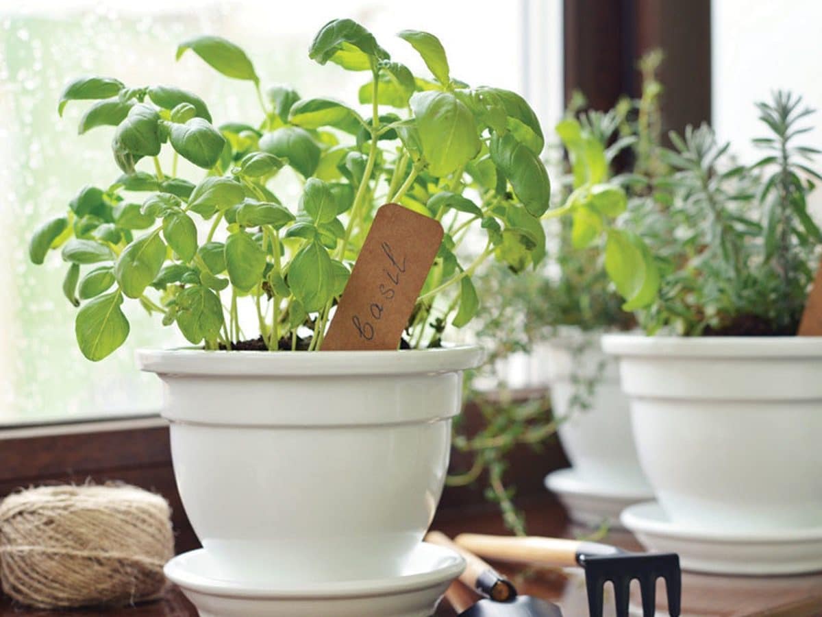 Best Herbs for Rooftop Gardens Fragrant And Flavorful Varieties Gardening Pleasure