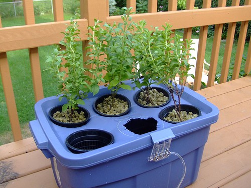 Beginner'S Guide to Aquaponics Rooftop Gardening: Getting Started