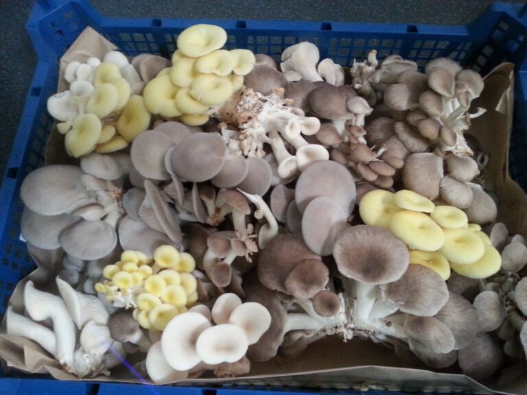 Best Mushroom Varieties for Indoor Cultivation