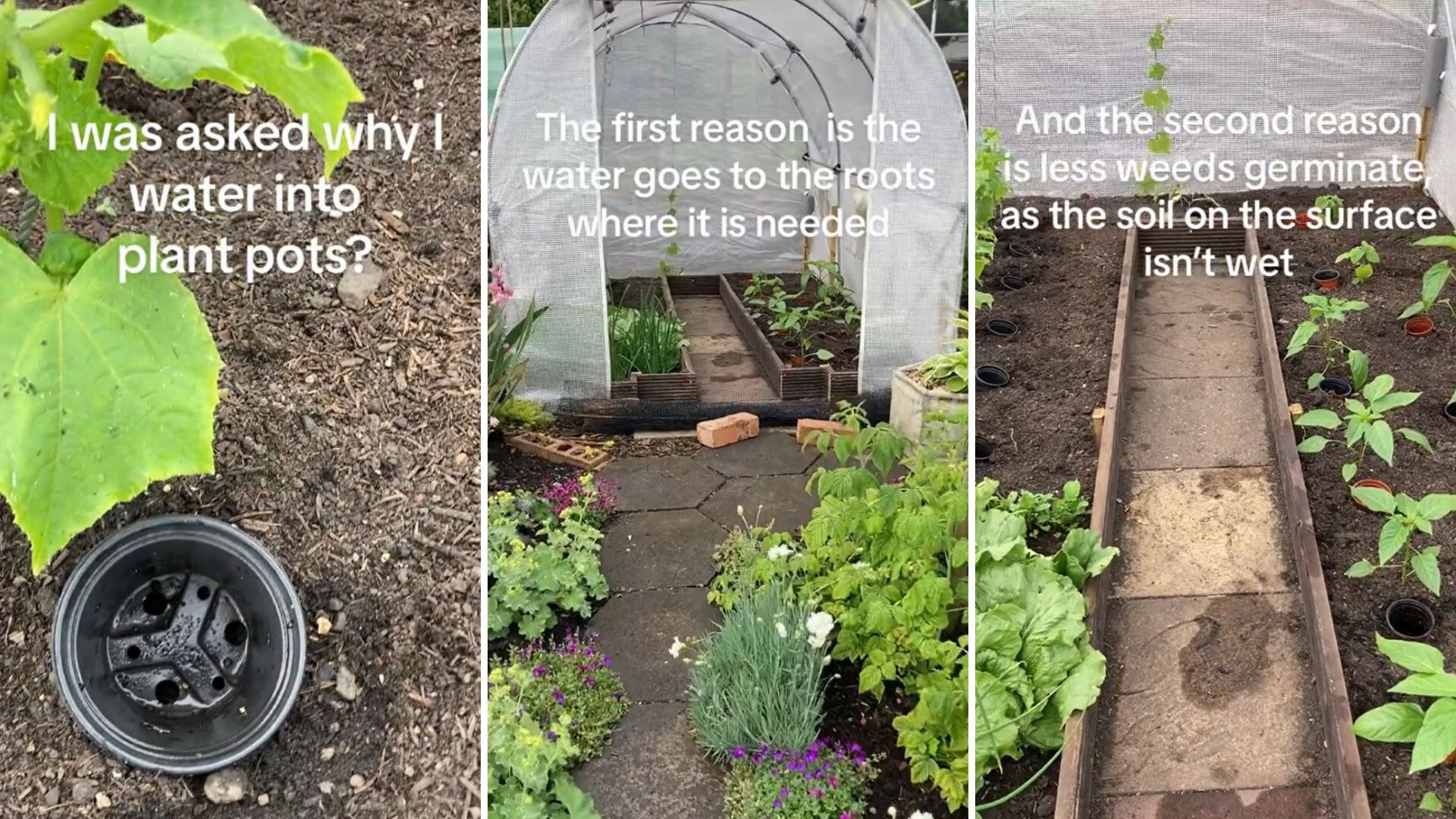 best-vegetables-for-rooftop-garden-expert-s-top-picks-gardening-pleasure