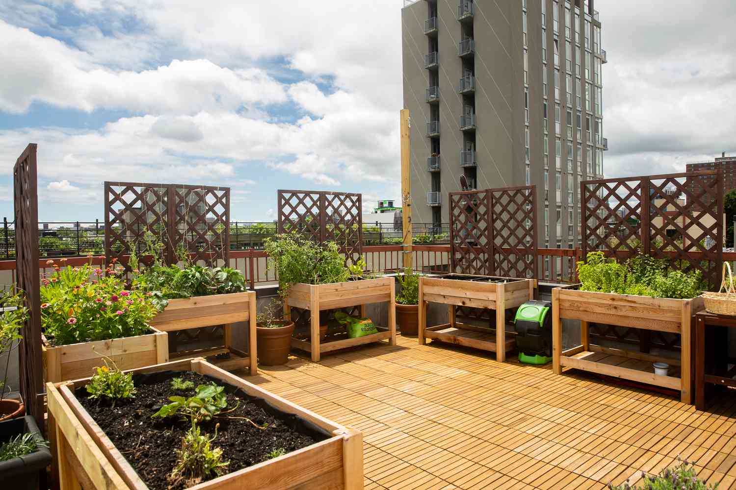 Expert Guide: Starting an Urban Rooftop Herb Garden in an Apartment ...