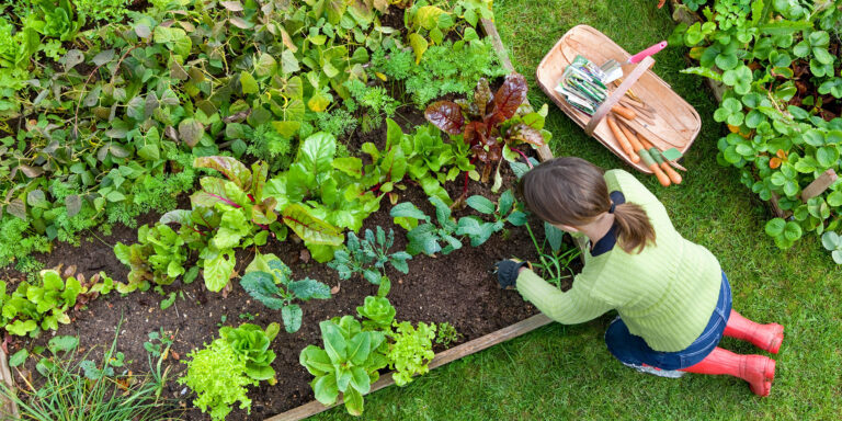 Can I Use Containers Or Raised Beds for a Terrace Herb Garden