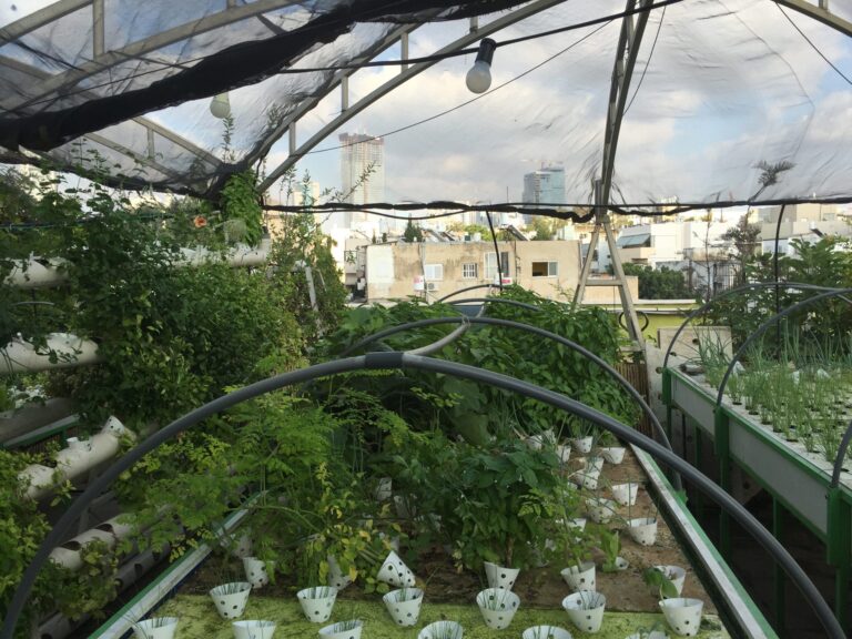 Can I Use Hydroponics Or Aquaponics in an Urban Rooftop Herb Garden