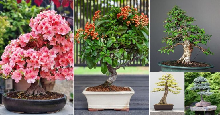 Choosing the Right Bonsai Trees for Rooftop Gardens: Ideal Species And Styles