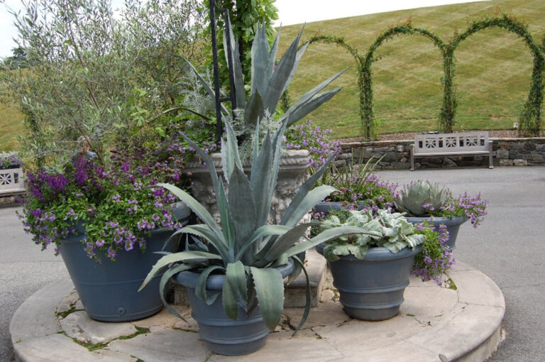 Combining Succulents With Other Plants in Rooftop Gardens: Design Ideas And Combinations