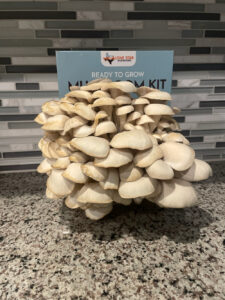 Common Mushroom Cultivation Mistakes to Avoid