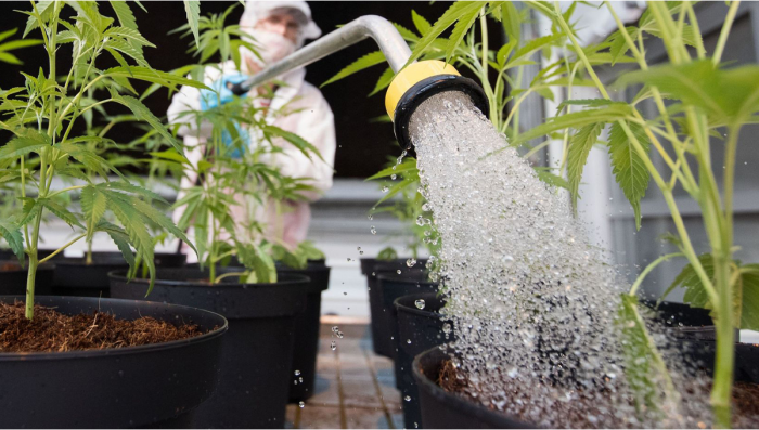 Efficient Rooftop Greenhouse Irrigation Systems: Mastering Watering Techniques for Success
