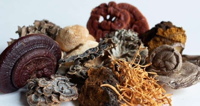 Growing Medicinal Mushrooms: Health Benefits And Uses