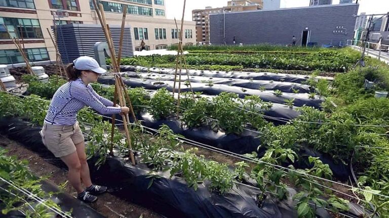 How Do I Extend the Growing Season for Herbs on Rooftops