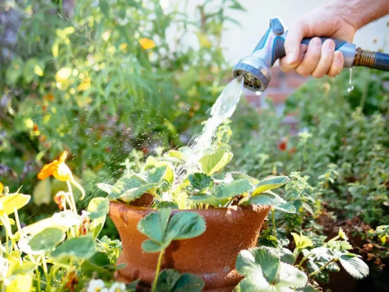 How Often Should I Water My Vegetable Rooftop Garden