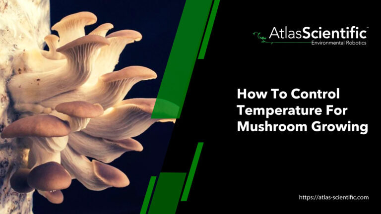 Optimal Temperature And Humidity for Successful Mushroom Cultivation