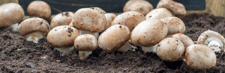 Organic Mushroom Cultivation: Tips for Natural And Sustainable Growth
