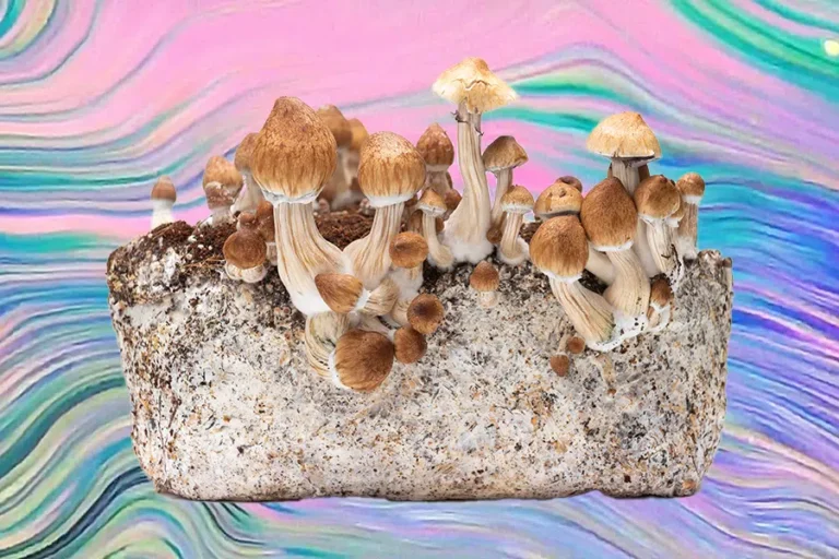 Understanding Mushroom Growth Mediums And Substrates
