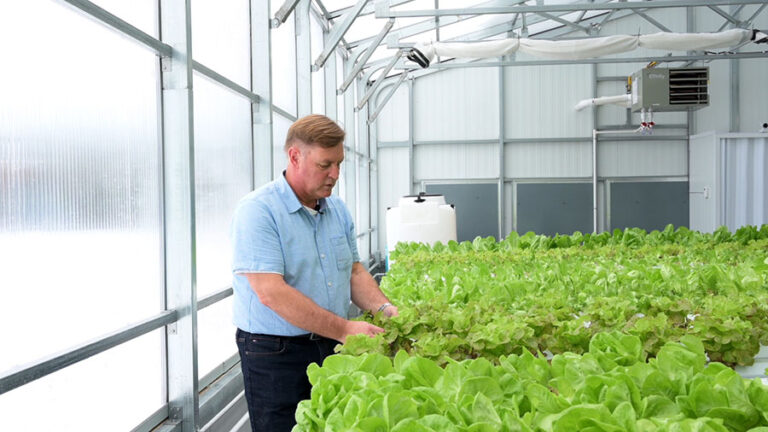 Unlocking Success: Choosing the Right Plants for Rooftop Greenhouse Cultivation