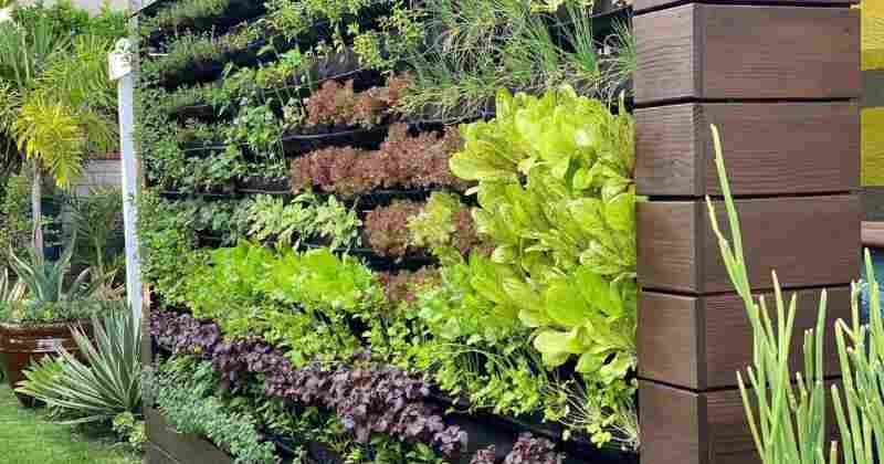 The Ultimate Guide to Fertilizing Rooftop Vegetable Gardens: Expert ...