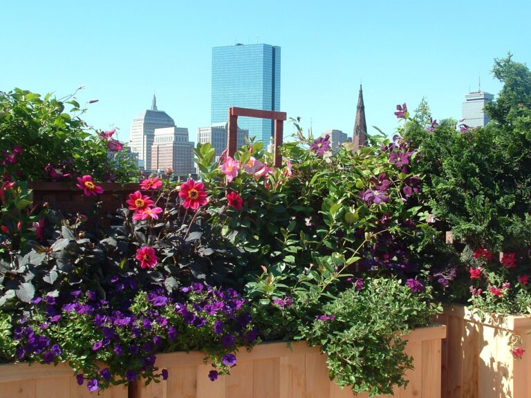 What Plants are Best for Rooftop Gardens