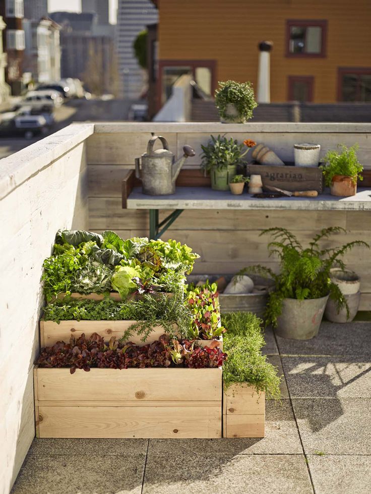 Which Herbs are Best Suited for Rooftop Gardening