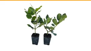 bay leaf plant care indoors