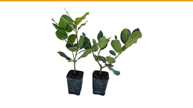 bay leaf plant care indoors