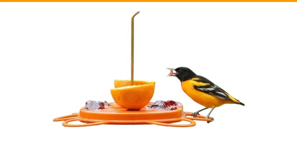 best bird feeders for catbirds