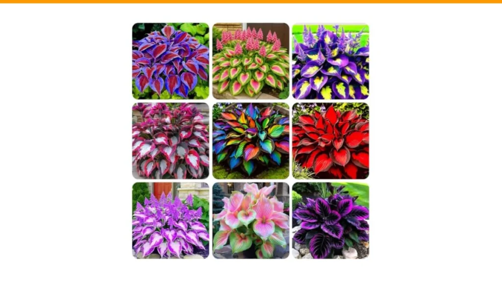 Best Border Plants for Shade: 5 Top Picks for a Lush, Low-Light Garden 1 best border plants for shade
