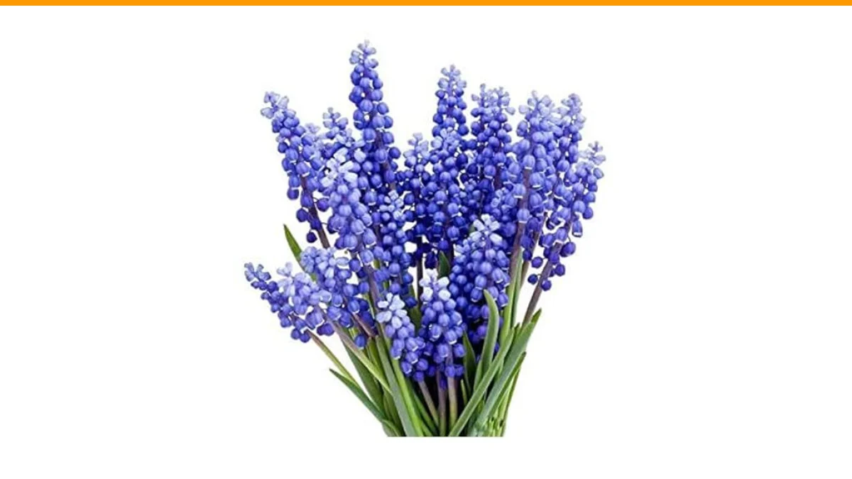 The Best Bulbs for Shade: A Comprehensive Guide 2 best bulbs for shade