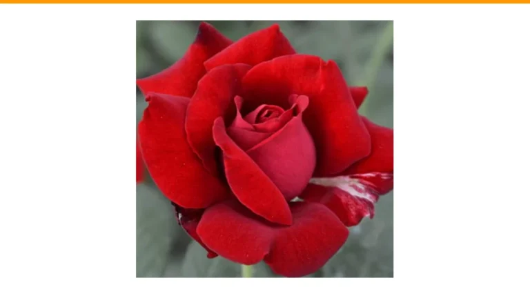 best climbing roses for arbors
