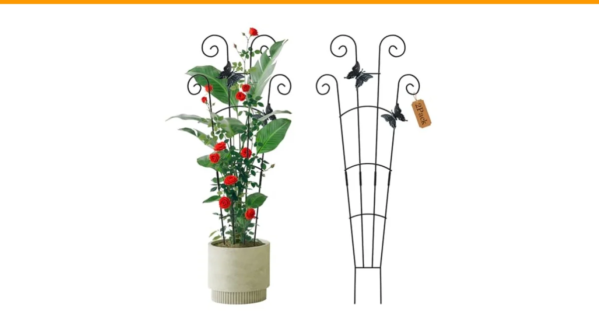 best climbing vines for trellis