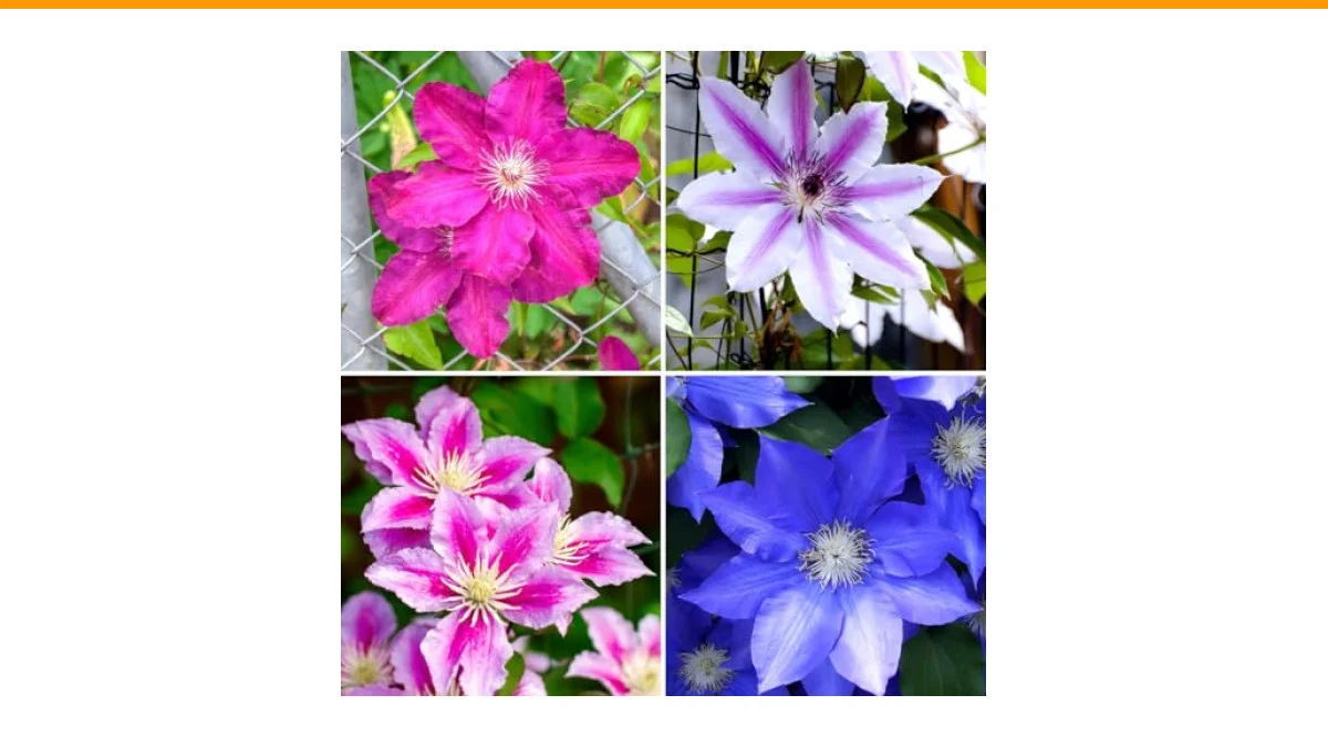 Best Flowering Vines for Trellis: 5 Proven Picks for Vertical Color 6 best flowering vines for trellis