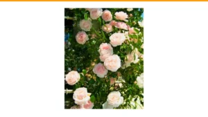 best fragrant roses