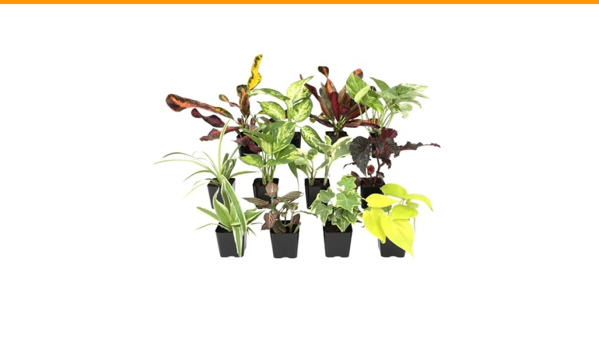 best indoor plant to have