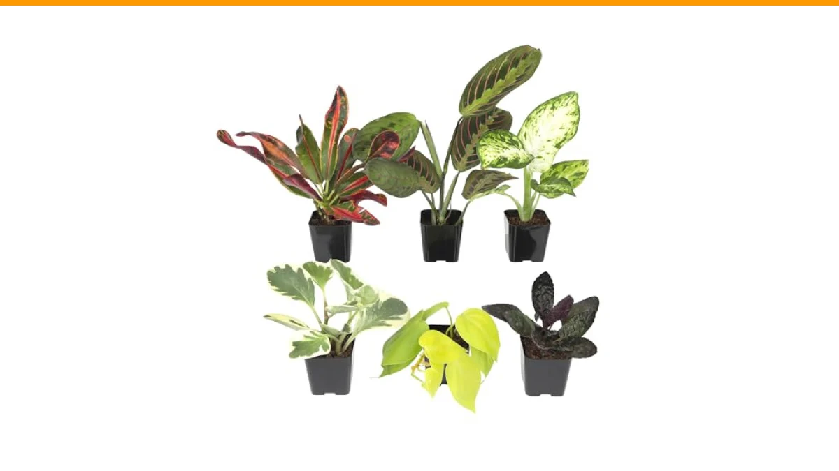 Best Indoor Plant to Purify Air: 5 Expert Picks That Actually Work 6 best indoor plant to purify air