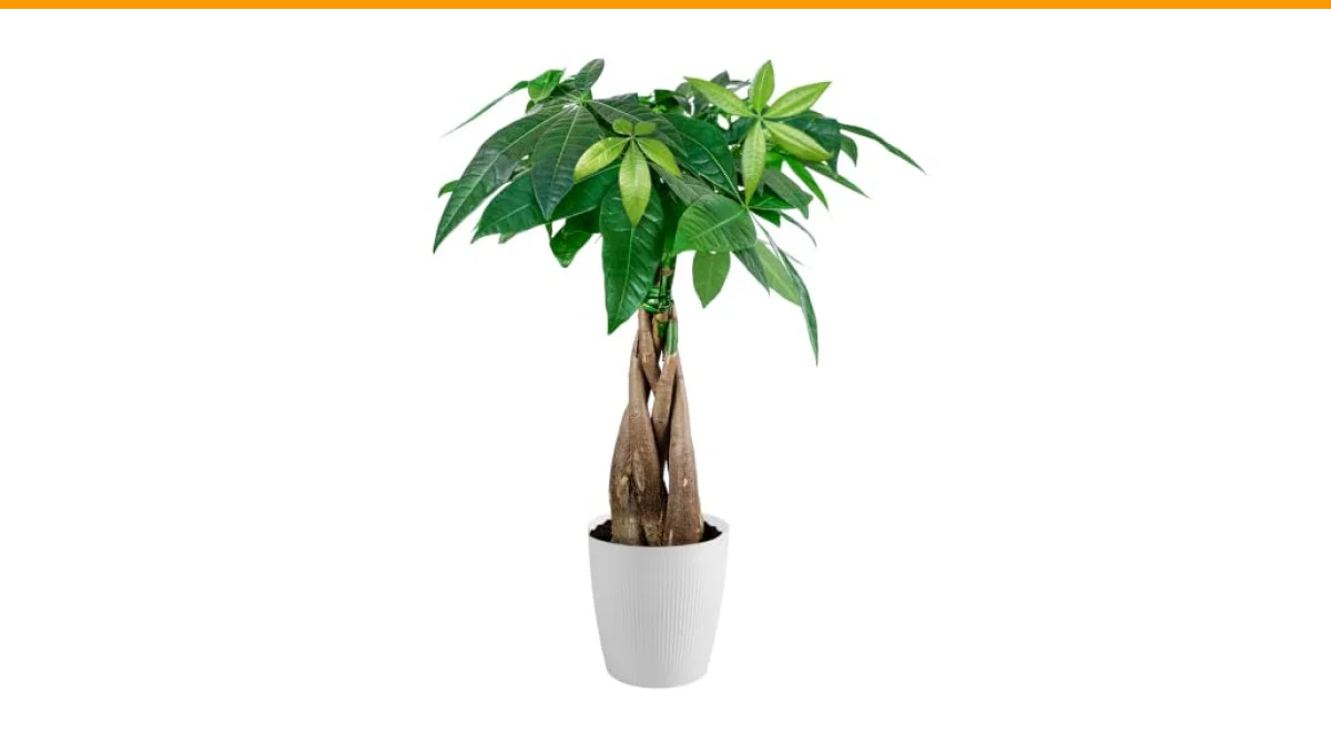 best indoor tree for low light