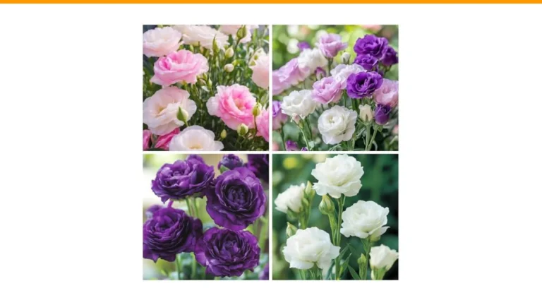 best perennials for cutting gardens