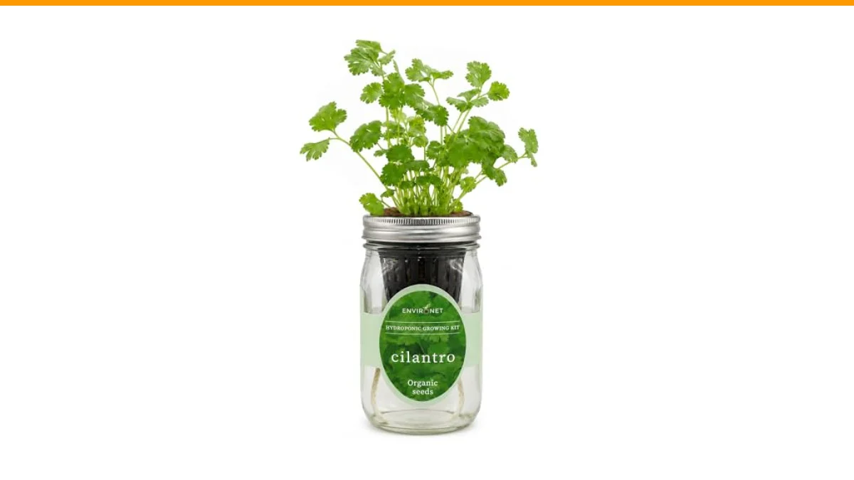cilantro growing tips prevent bolting