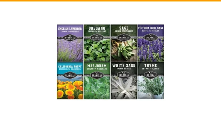 drought tolerant herbs