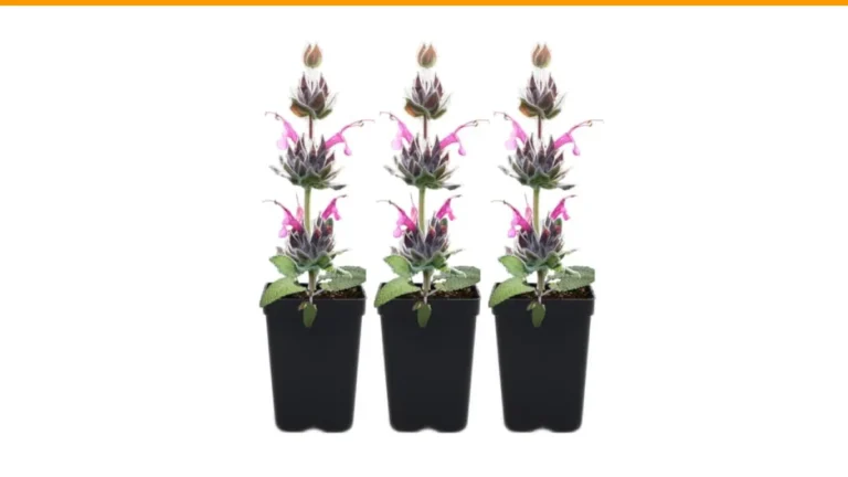 drought tolerant perennial flowers