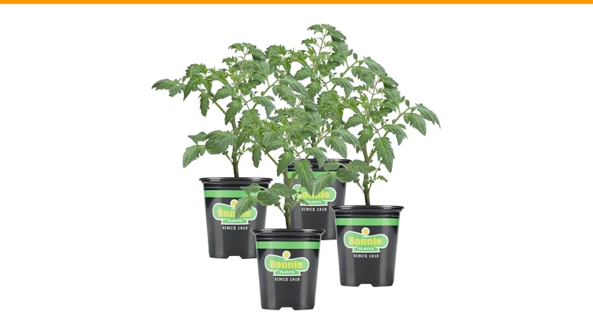 Understanding Early Blight vs Late Blight in Tomatoes 2 early blight vs late blight tomatoes