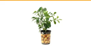 fruit trees in containers