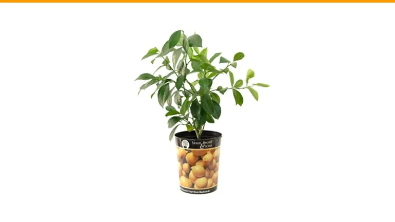 fruit trees in containers