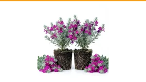 full sun container combinations