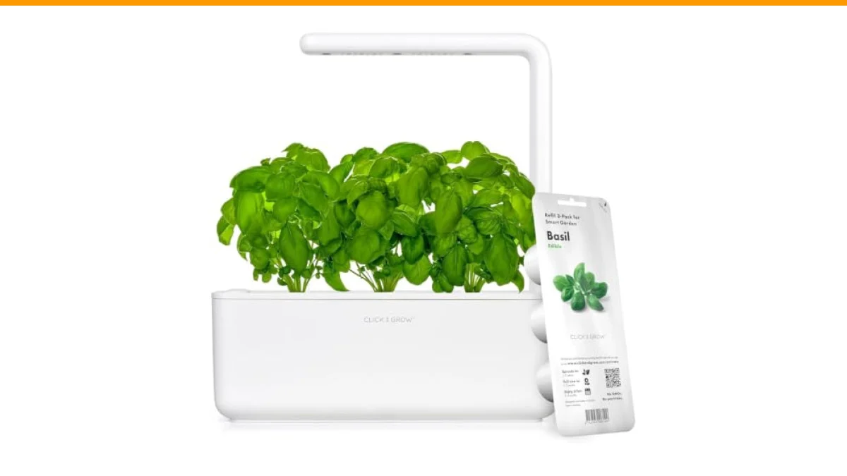growing basil indoors year round
