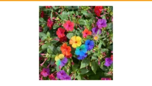 how to create a four season flower garden