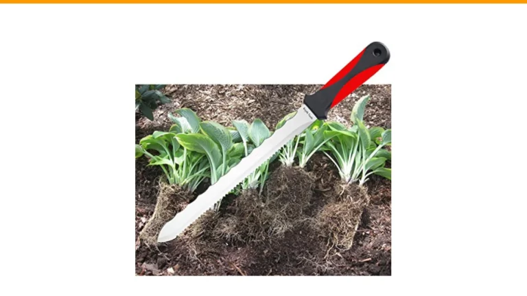 how to divide perennials