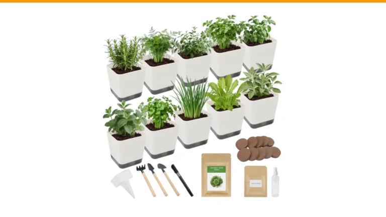 how to grow thyme from seed