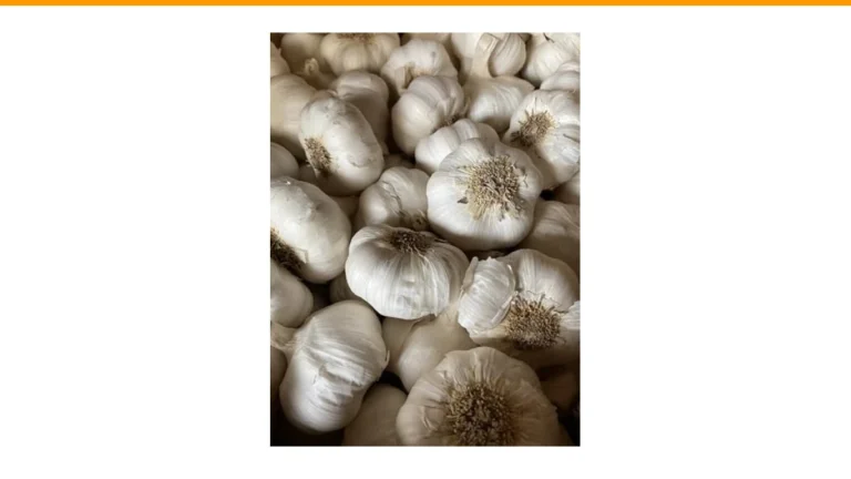 how to plant and grow garlic