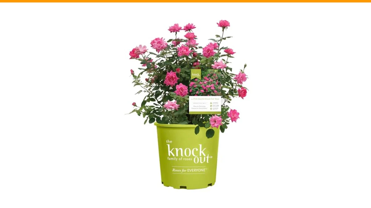 Knockout Roses Care Guide 2 knockout roses care guide