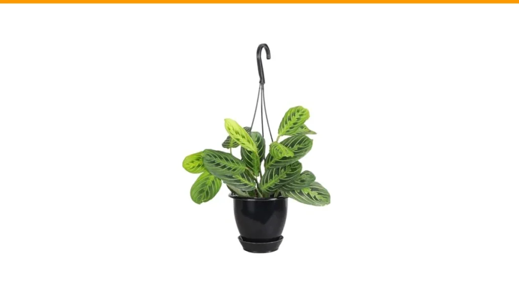 Best Low Light Hanging Plants 1 low light hanging plants